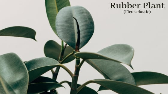 Rubber plant